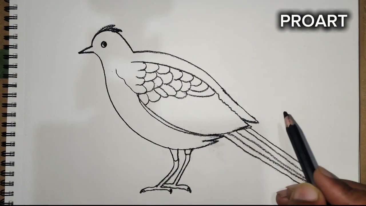 How to make SKYLARK bird drawing video, bird drawing video step by step guide, drawing tutorial 