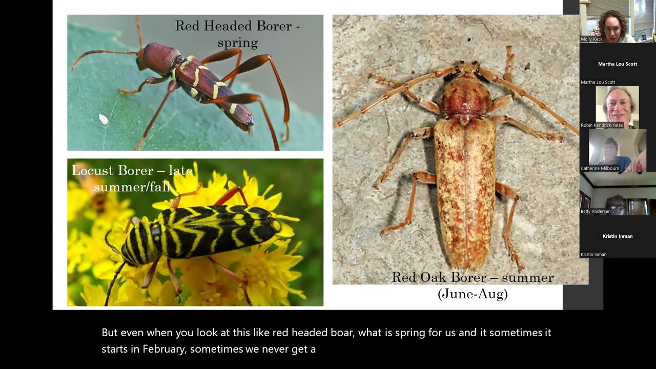 Emerald Ash Borer and Tree Pests