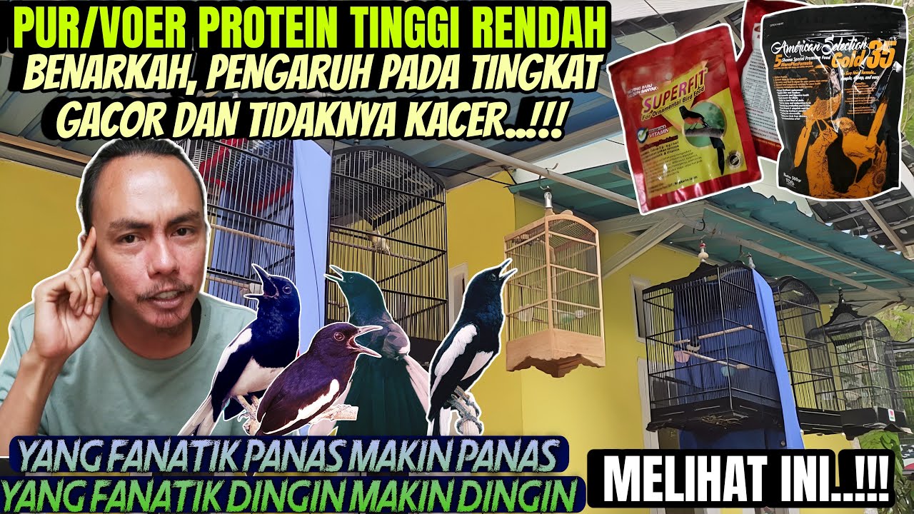 INI DIA FAKTANYA ⁉️ BENARKAH KACER DENGAN PUR/VOER PROTEIN TINGGI RENDAH, JADI GACOR DAN BUKA EKOR