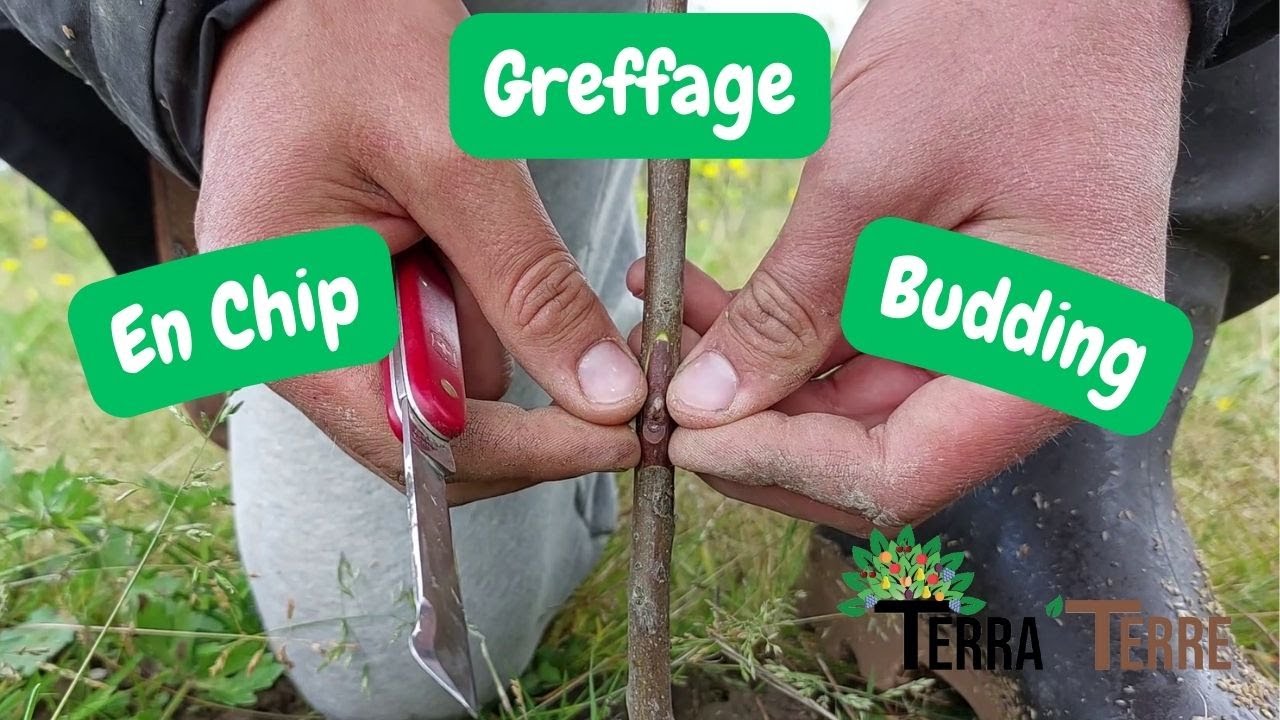 Greffe en Chip Budding - Greffage en Avril du Kaki