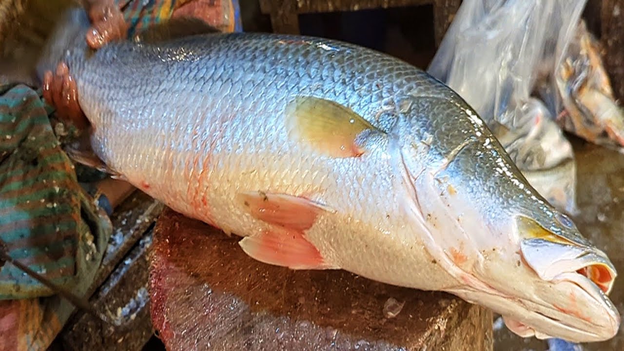 Admirable Koral Fish Cutting By Expert || Amazing Sharp Knife Cutting ||