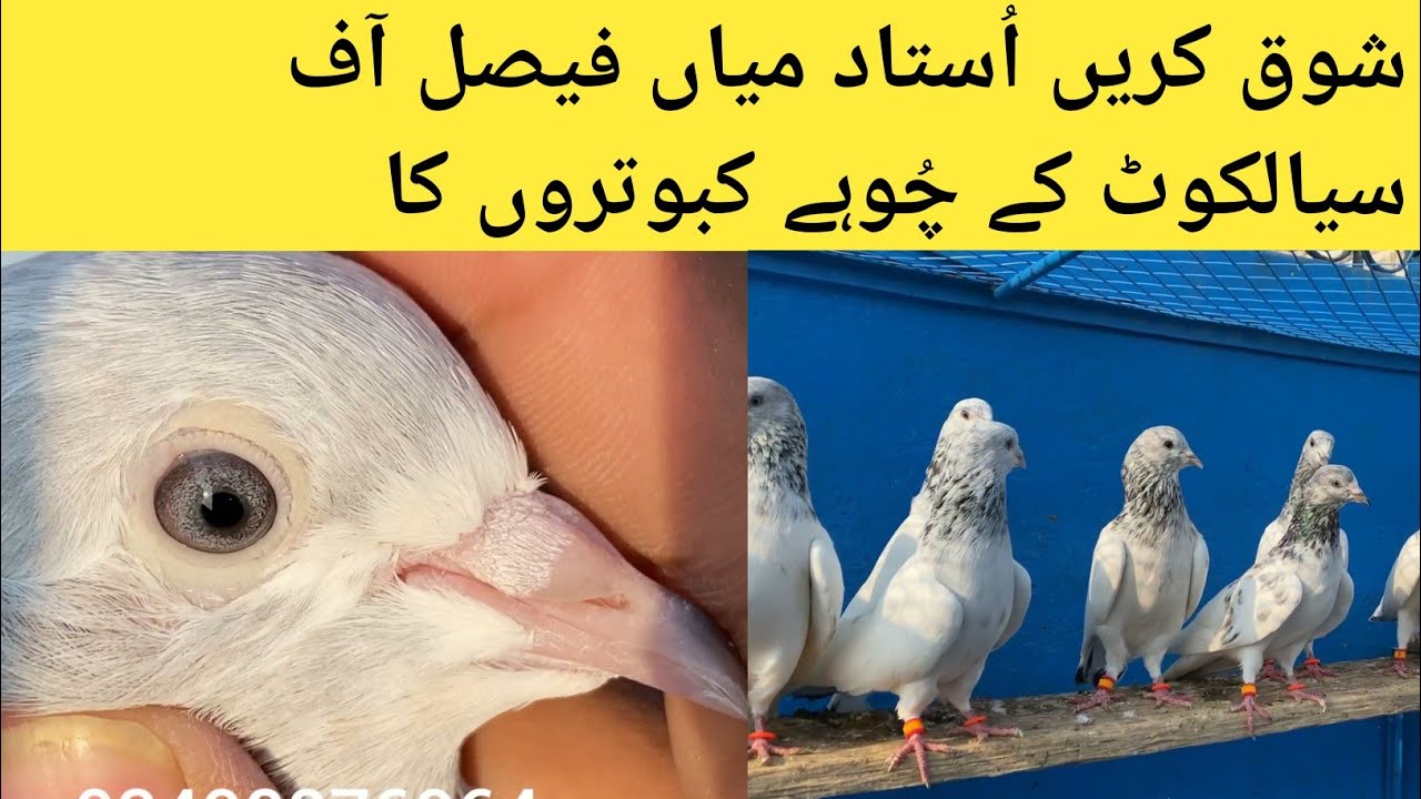 sialkoti kabootar for sale in sialkot, sialkoti kabootar,