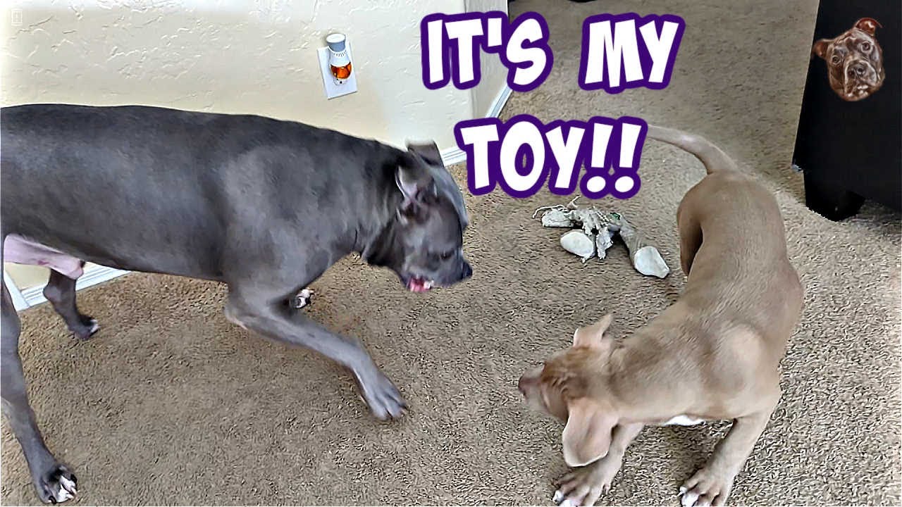 Talking Pitbull Tells Dad He Needs His Toys! Brother Tries stealing!!