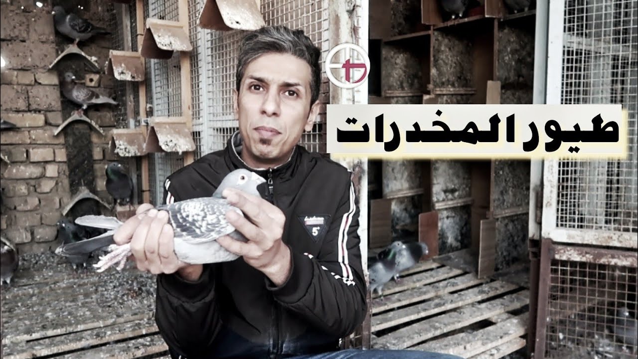 اخطر  انواع الطيور العراقية