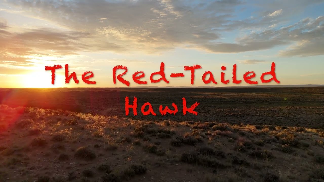 THE RED TAILED HAWK    video by: Steve Chindgren