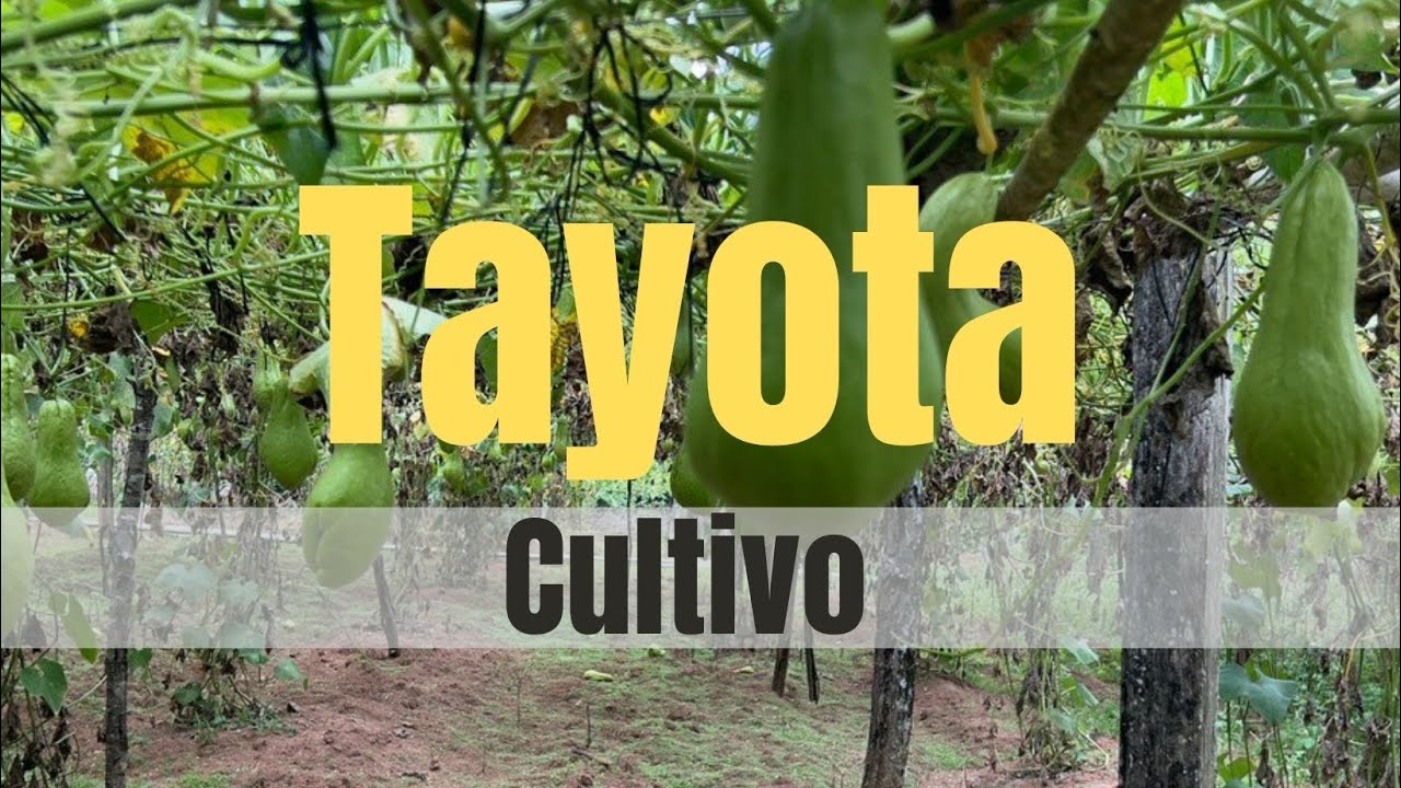 Cómo Plantar Chayote o Tayota o Güisquil en el campo de Manabao