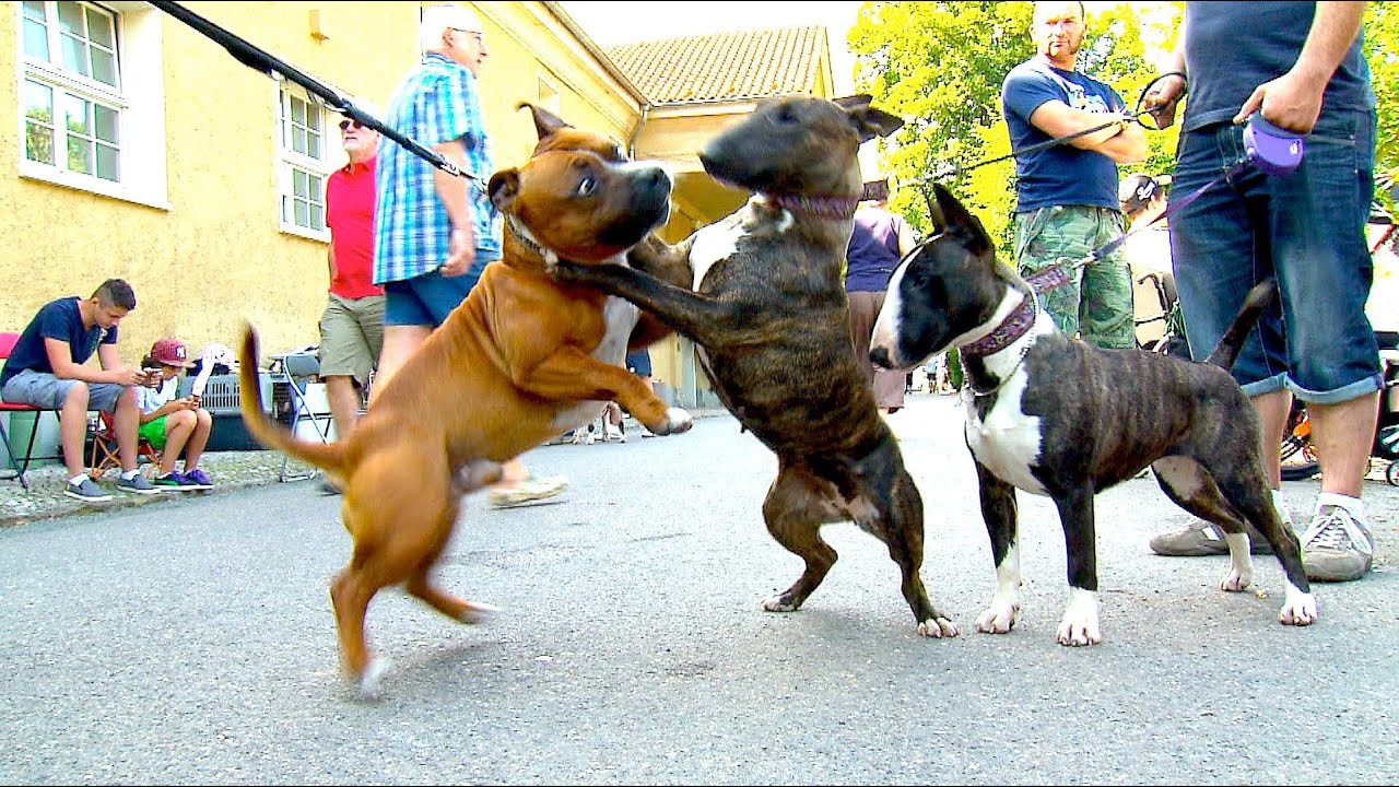 Staffordshire Bullterrier GBF Clubschau 2013 (Part 1 Males)