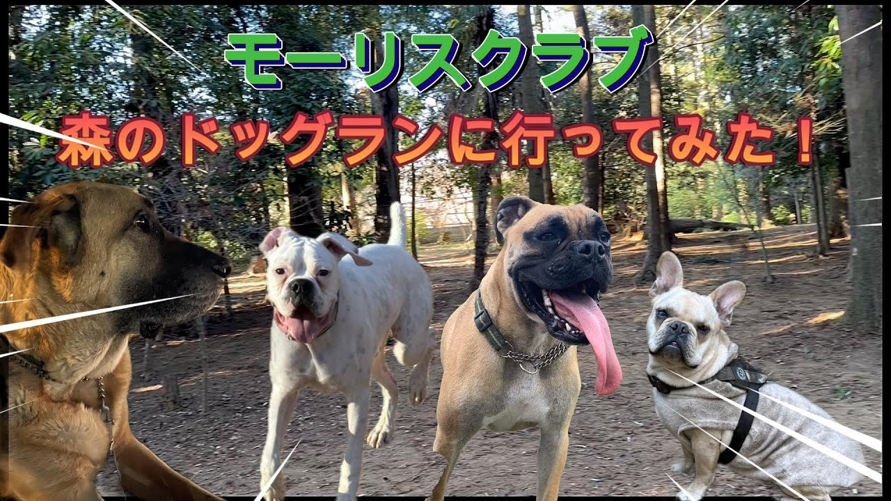 #12  「森の中にあるドックラン！モーリス」へ、行ってきました🌲土の匂い、木々の音、自然の中でのびのびと遊ぶ犬たちの姿に癒された一日でした。