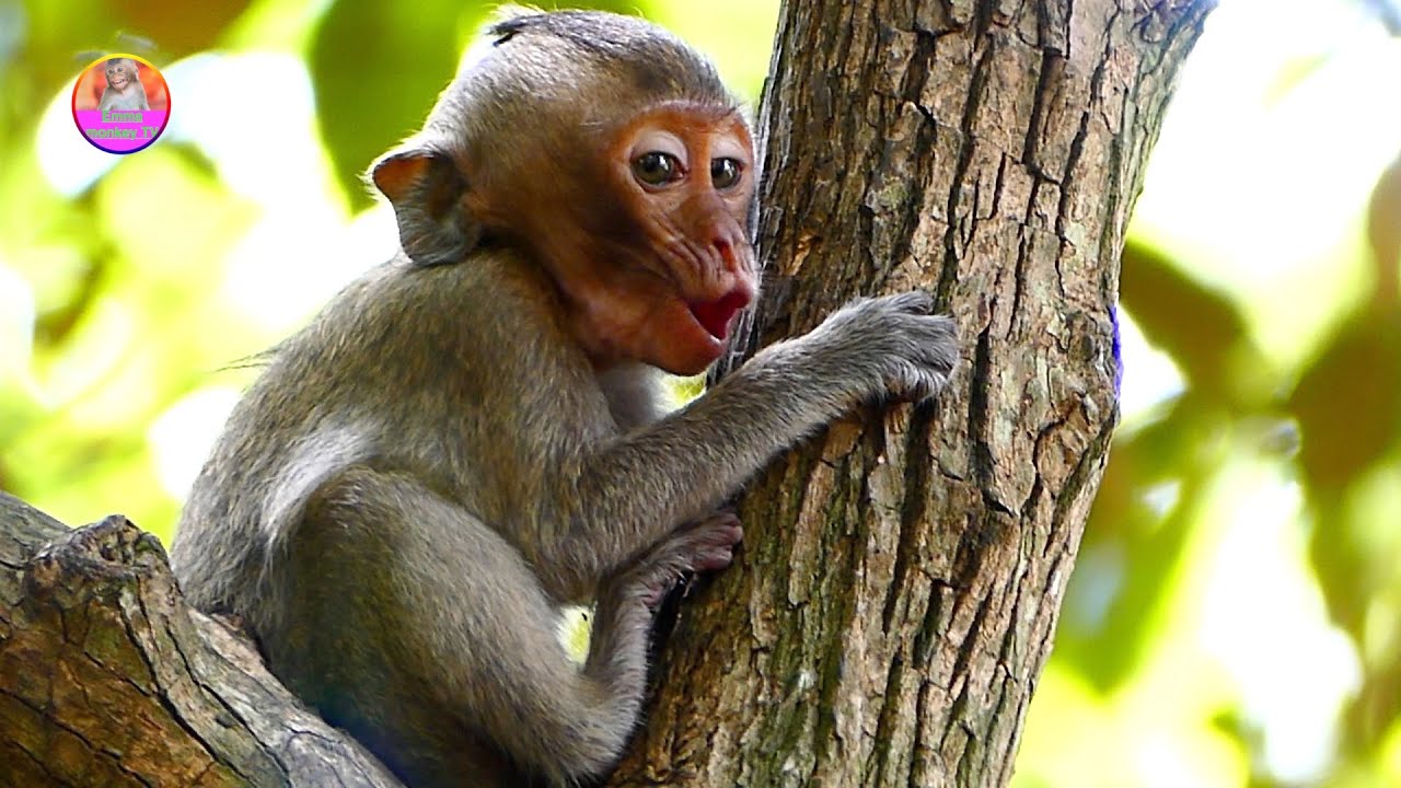 Very happy for Baby Monkey Emma, Mom Monkey Emila come to comforts her not to cry