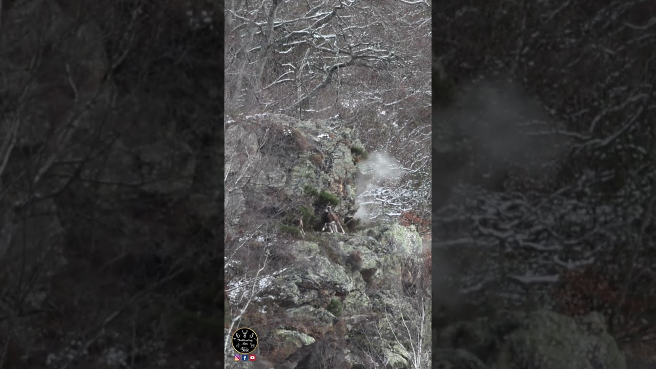450 METERS! | Difficult Long Range Shot On A Mouflon