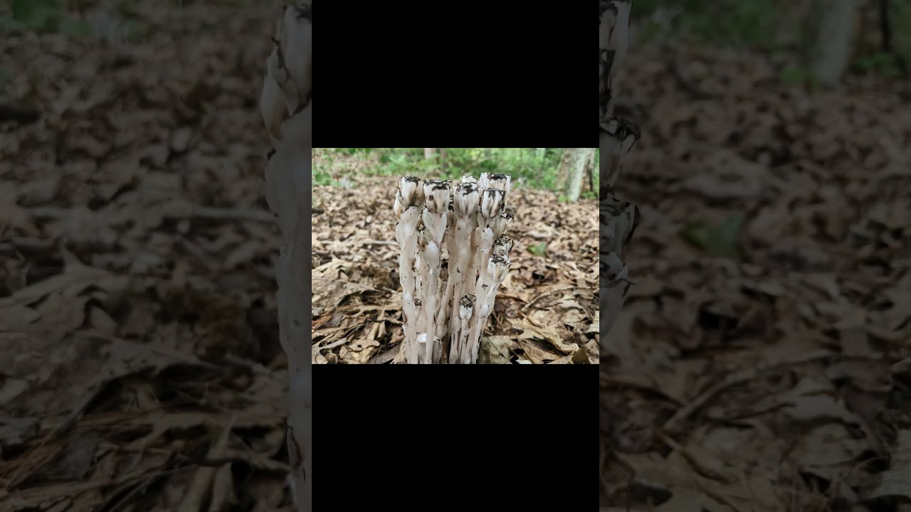 Ghost Pipe Plant | Bhoot Jaisa Safed Paudha 😳 | Nature Fact | Unique Plants #3