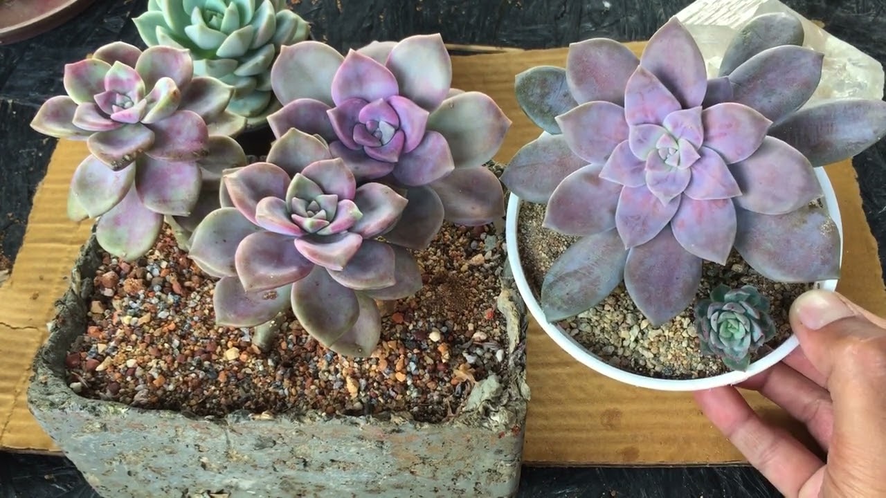 GRAPTOPETALUM SUPERBUM VS PURPLE DELIGHT  || SUCCULENT CARE TIPS