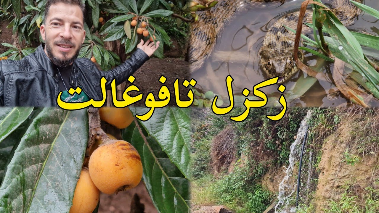 خيرات زكزل: فاكهة لمزاح تنضج بين الجبال والوديان بني يزناسن
