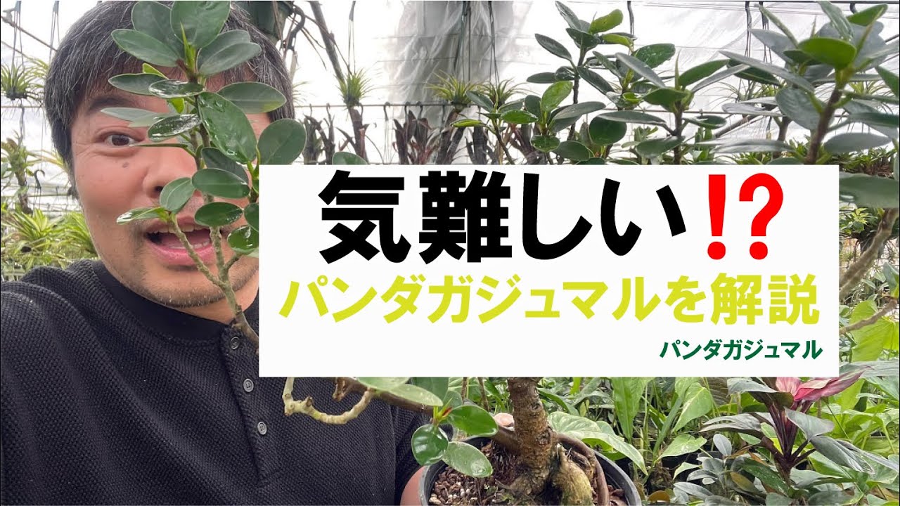 ちょっと気難しい⁉️パンダガジュマルの特徴を解説