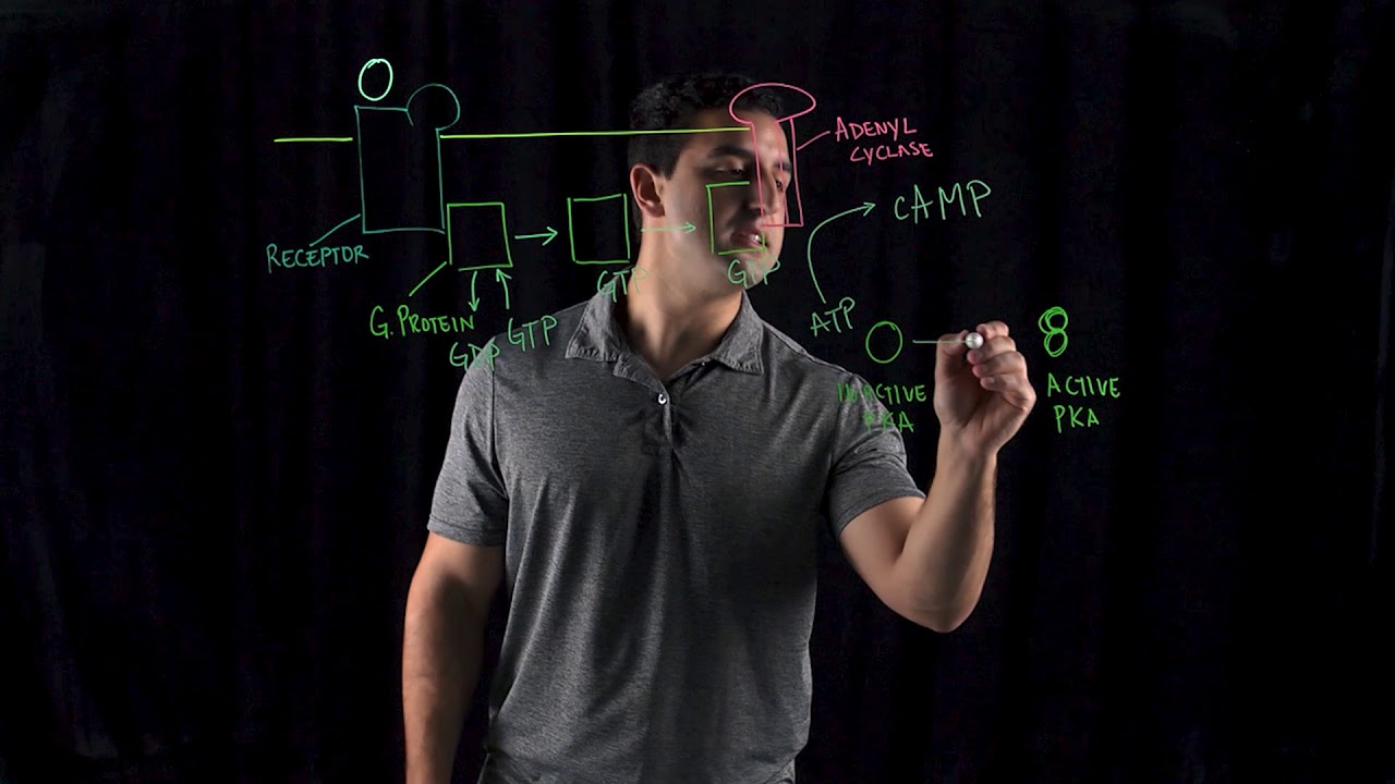 Cyclic AMP Mechanisms