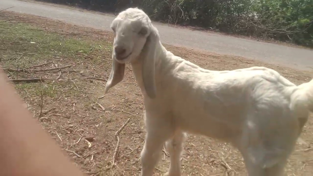 तुम्हें खेत पर आया और थक गया यहां पर #vlogs