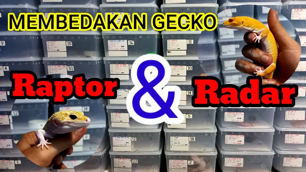 MEMBEDAKAN LEOPARD GECKO RAPTOR DAN RADAR.