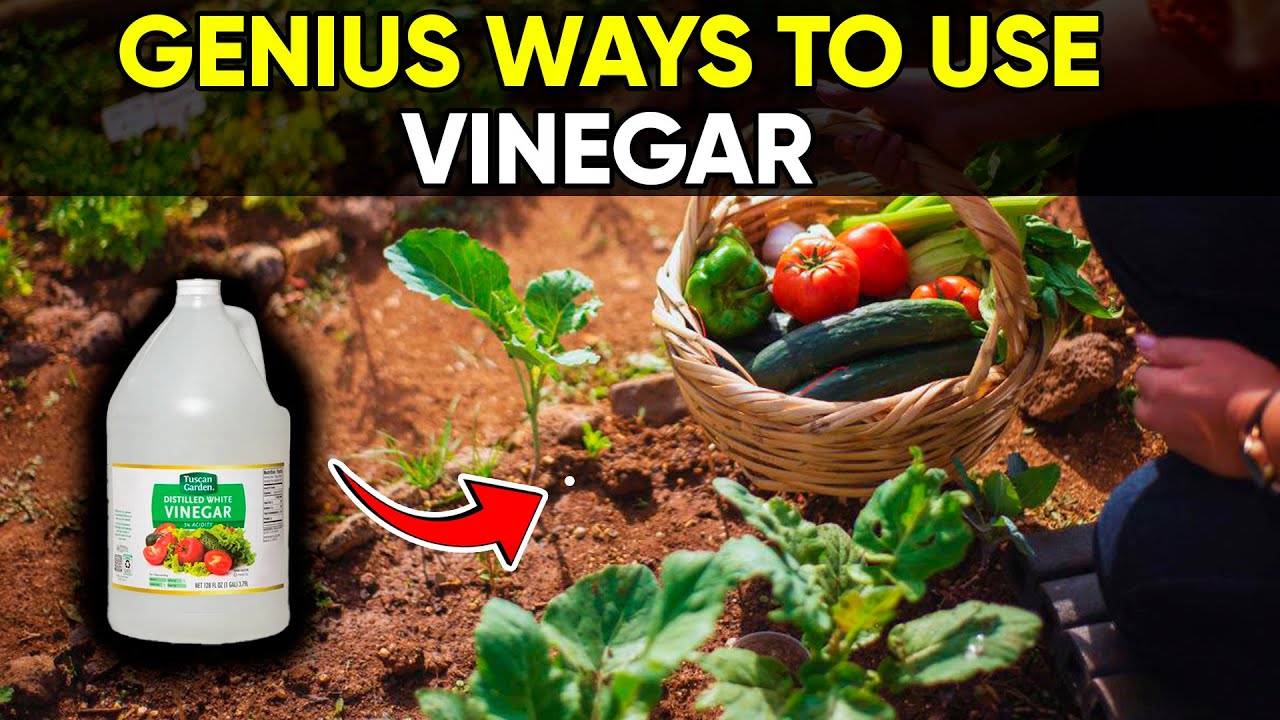 7 Smart & Natural Ways to Use Vinegar in Your Garden!