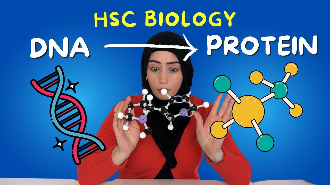 Protein synthesis: The Most Important Concept in HSC Biology (No One Gets Right)