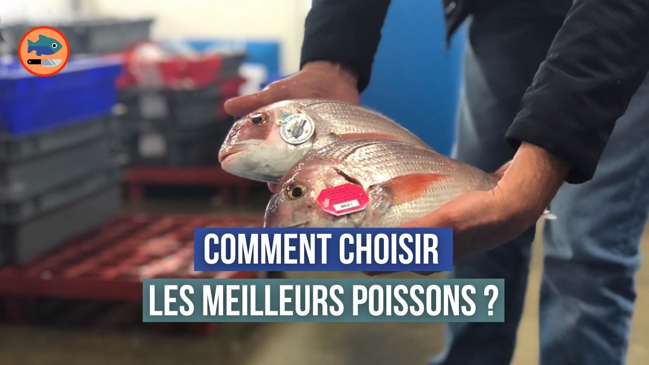 Comment offrir des poissons d'exception à ses clients ? (interview des Viviers de Noirmoutier)