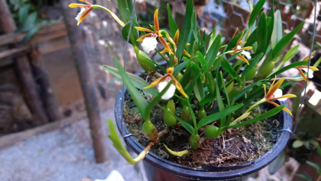 Dinemia polibulbo