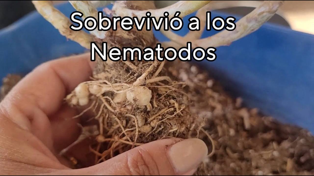 Sobrevivió a los nematodos 🌱