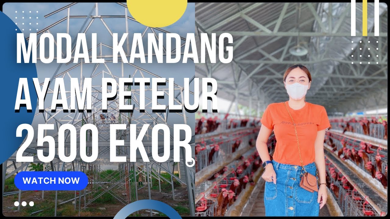 MODAL KANDANG AYAM PETELUR 2500 EKOR #MODALKANDANG #AYAMPETELUR