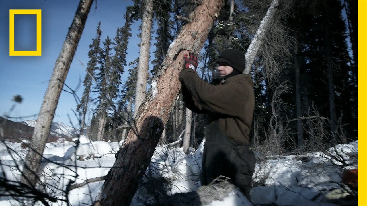 Lean of the Tree | Life Below Zero
