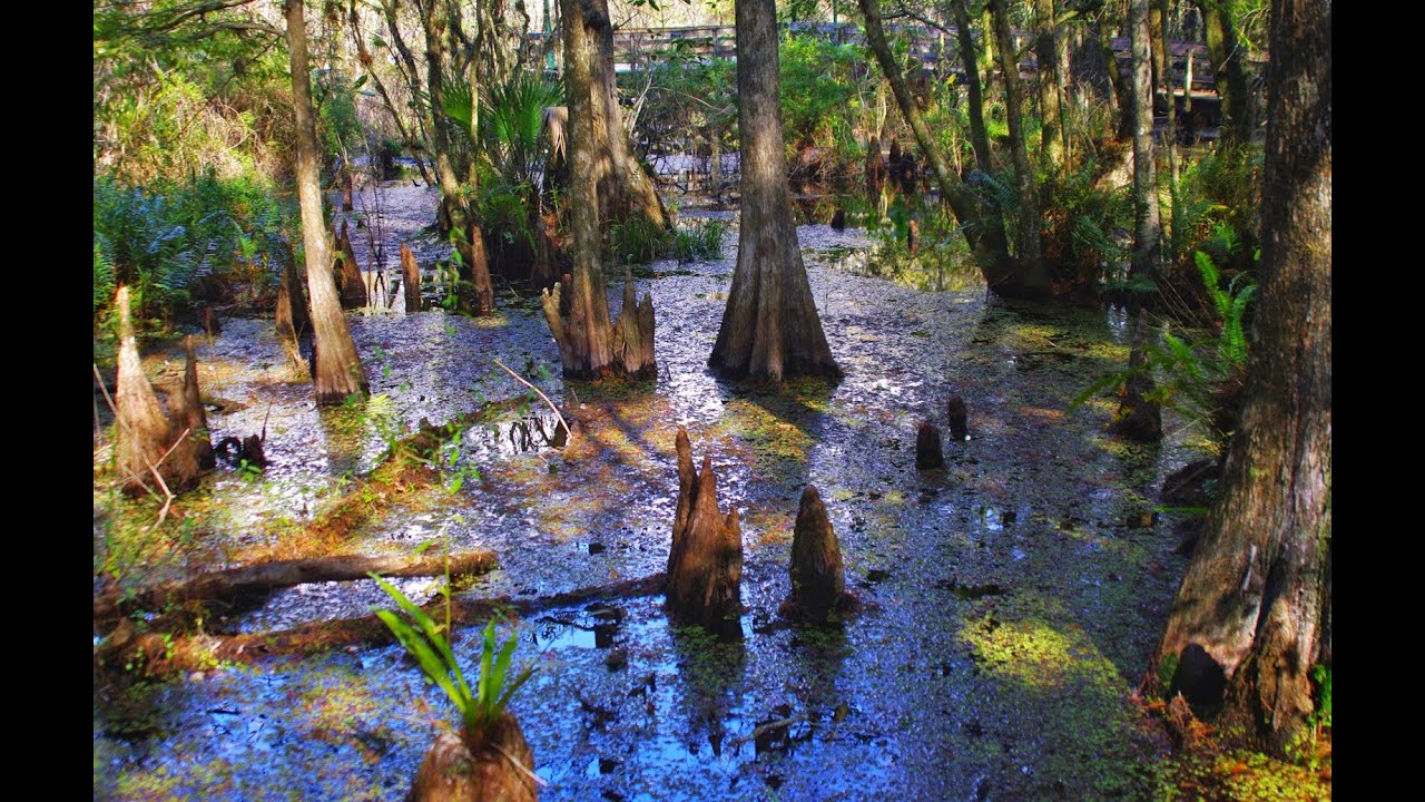 6 Mile Cypress Slough Park Tour - Ft. Myers Florida