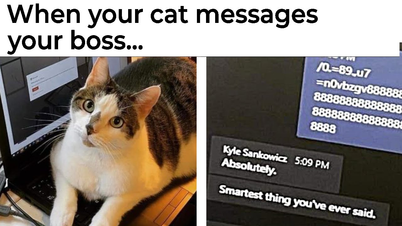 Cat Memes