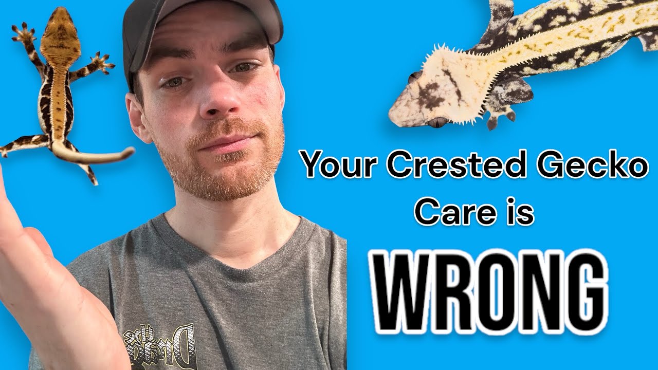 Crested gecko care! The myths, tips, tricks, and elevating husbandry!