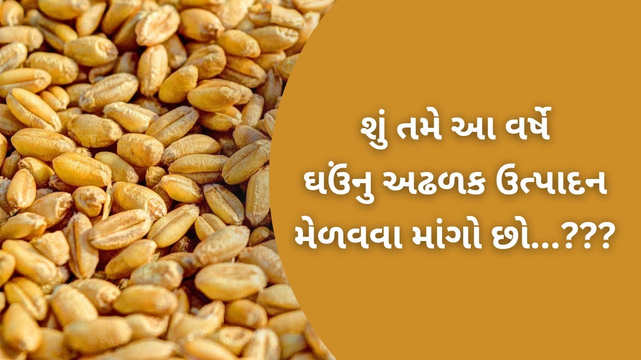 શું તમે આ વર્ષે ઘઉં નુ અઢળક ઉત્પાદન મેળવવા માંગો છો...? | Maxiva 511 Wheat - Research Wheat Variety