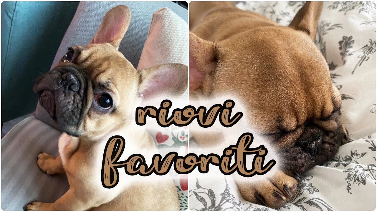 Najpotrebnije stvari za stene🐶