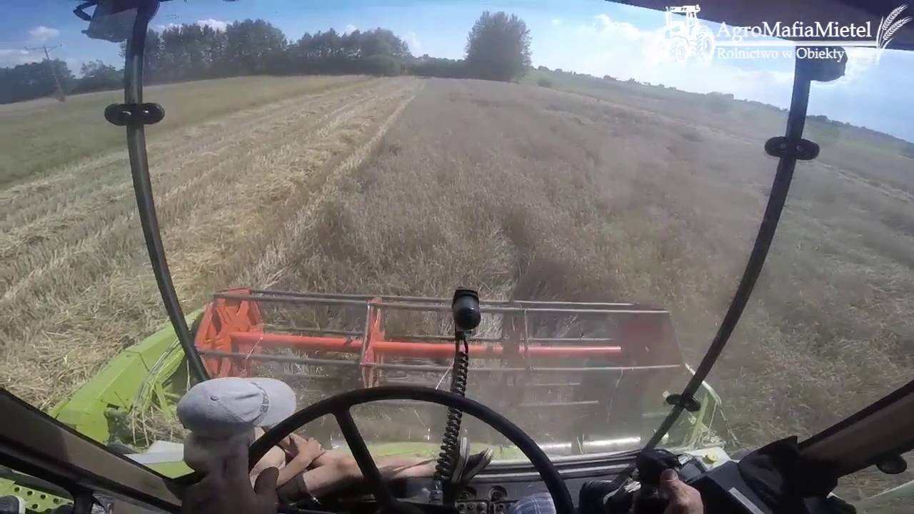 Rolnik z GoPro na głowie #7 ☆ Żniwa 2016 ☆ CLAAS DOMINATOR 88SL ㋡ AgroMafiaMietel