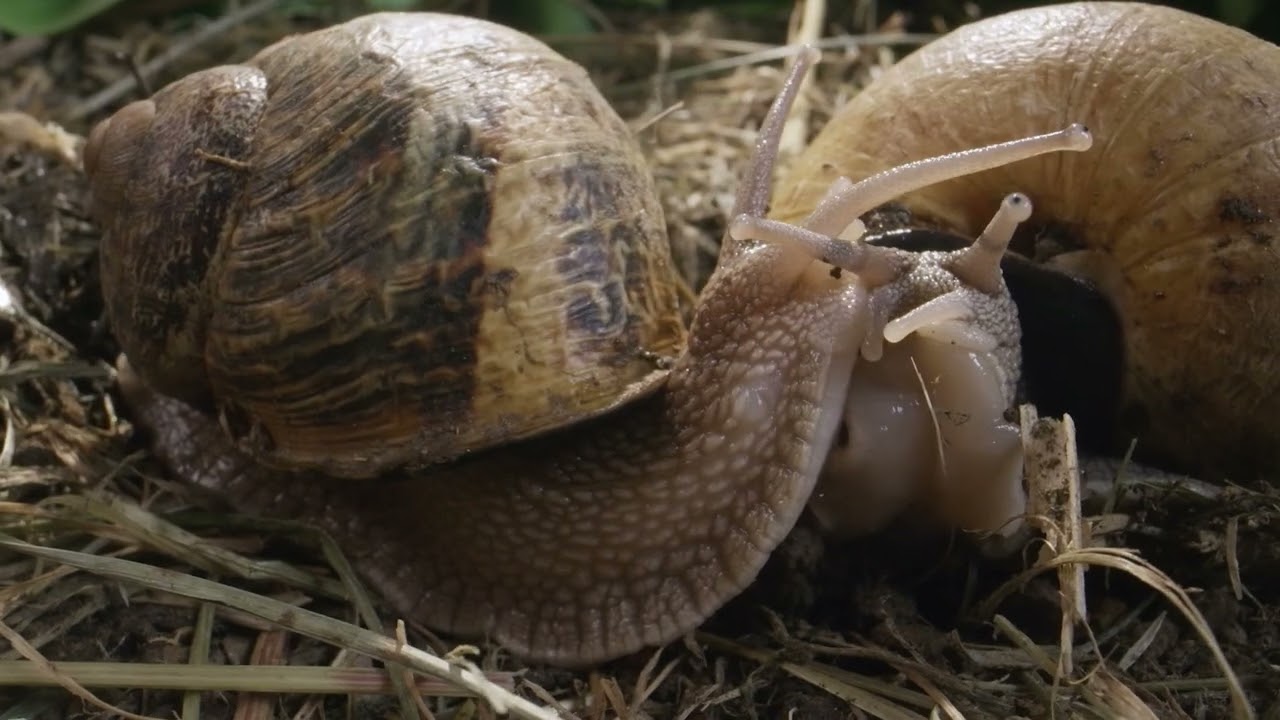 Naturwunder Gemüsegarten Trailer