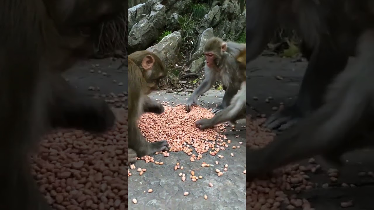 Rural Life of Monkeys power by @Animals-Life