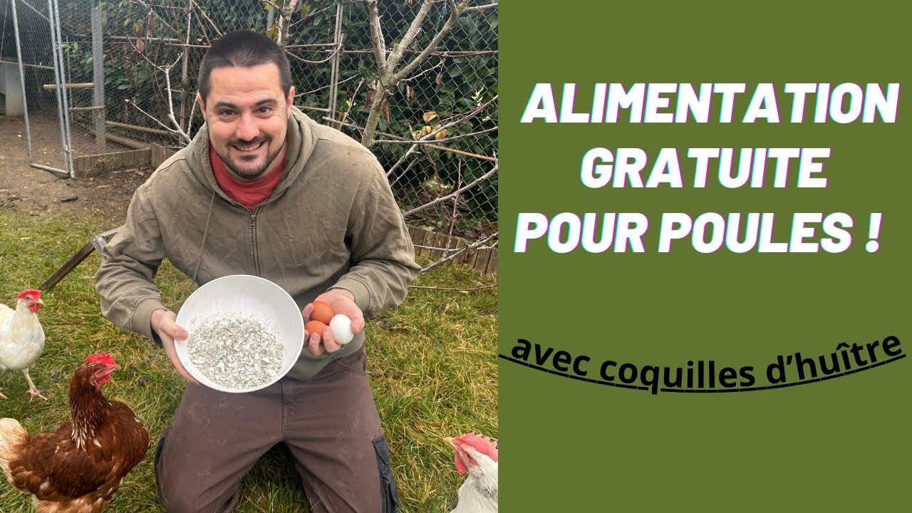 Comment recycler les coquilles d'huîtres pour nourrir vos poules ?