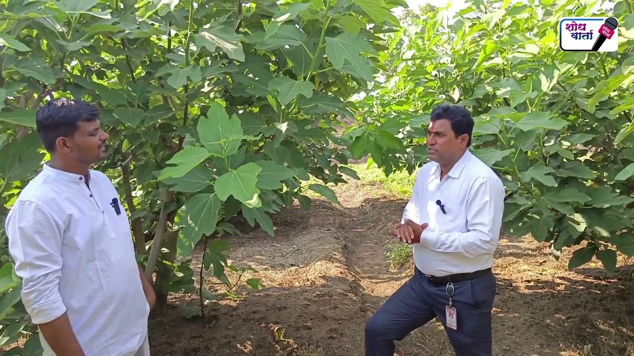 तीन एकरात अंजीर शेतीतून विक्रमी उत्पादन | fig farming | अंजीर शेती | anjeer farming | shodh varta |