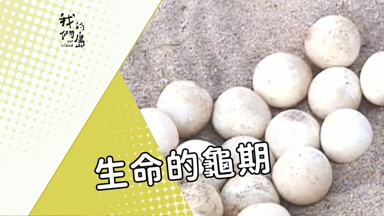 【海龜保育】生命的龜期｜澎湖望安的綠蠵龜故事 (我們的島 第274集 2004-10-04)