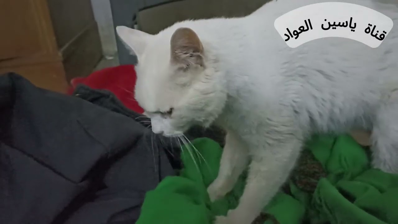 من يفسر هذه الحركه ؟ القطة فلفوله تعجن وينهم عشاق القطط الأليفه ؟ قطط بريئه تشاركنا الحياة على الأرض