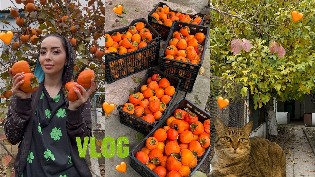  NİYƏ VLOGLAR YOXDUR?? 🧡 VİDEOLARIMI BEYƏNMİRƏM 🧡 Xaçmaz Vlog 🌳 Ayka 14