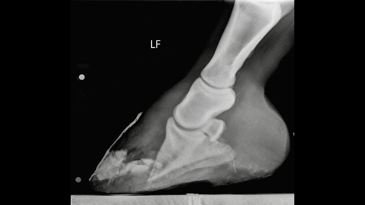 Shoeing a Chronic Founder Horse