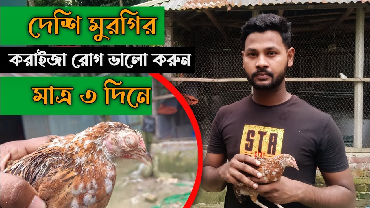 মুরগির করাইজা রোগের চিকিৎসা | মাত্র ৩ দিনেই মুরগি সুস্থ্য | দেশি মুরগি পালন | ইউনিক ফার্ম হাউজ