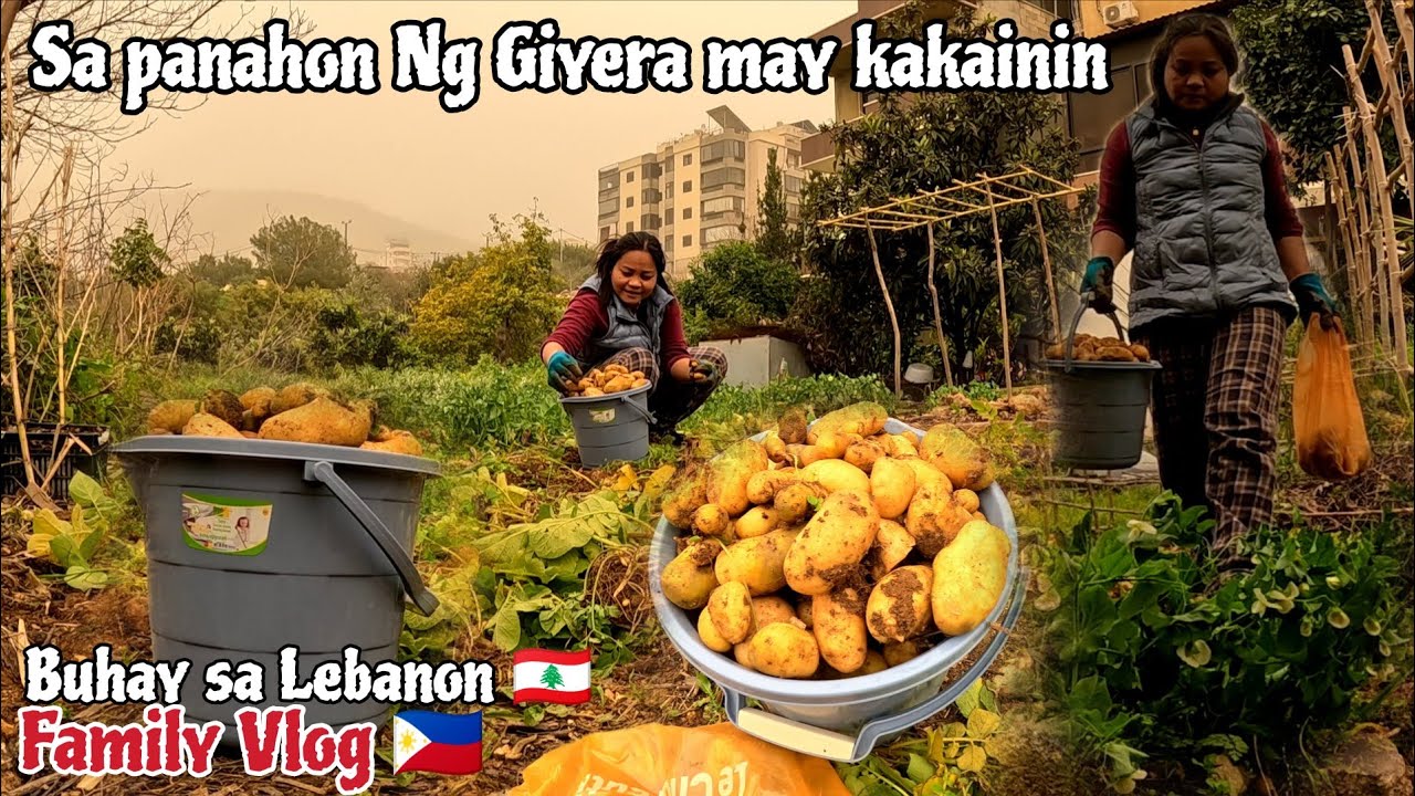 BUHAY SA GITNA NG GIYERA ISANG BALDE NA HARVEST KO MALAKING TULONG LALO NGAYON PANAHON NG DIGMAAN