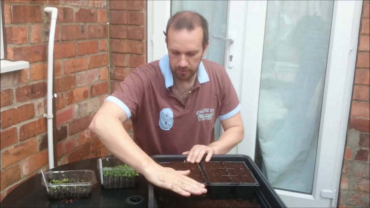 Pricking out wallflowers
