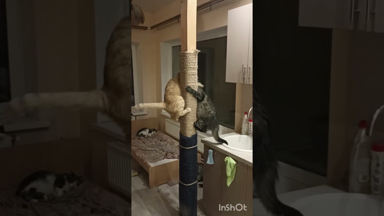 Нет роликов с бездомными кошками. Может я их бросил? 