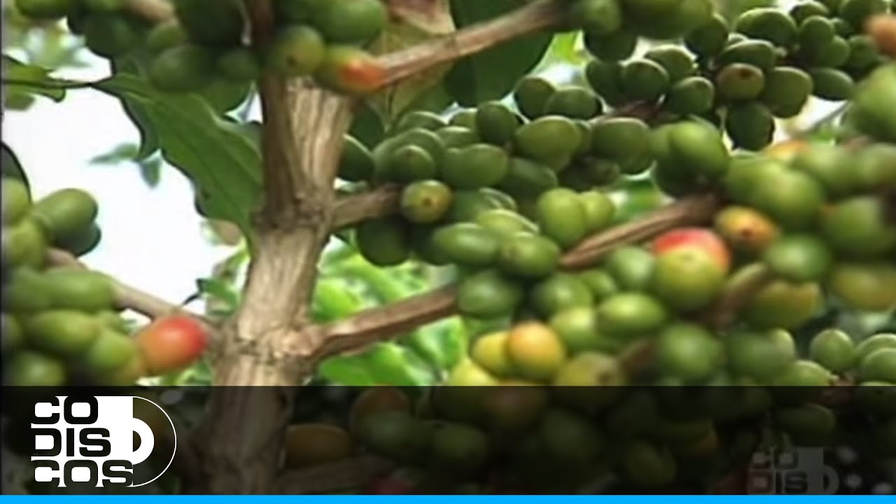 Mi Cafetal, Alfredo Rolando Ortiz - Video Oficial