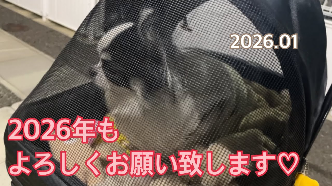 2026年も可愛いモコをよろしくお願いします♩