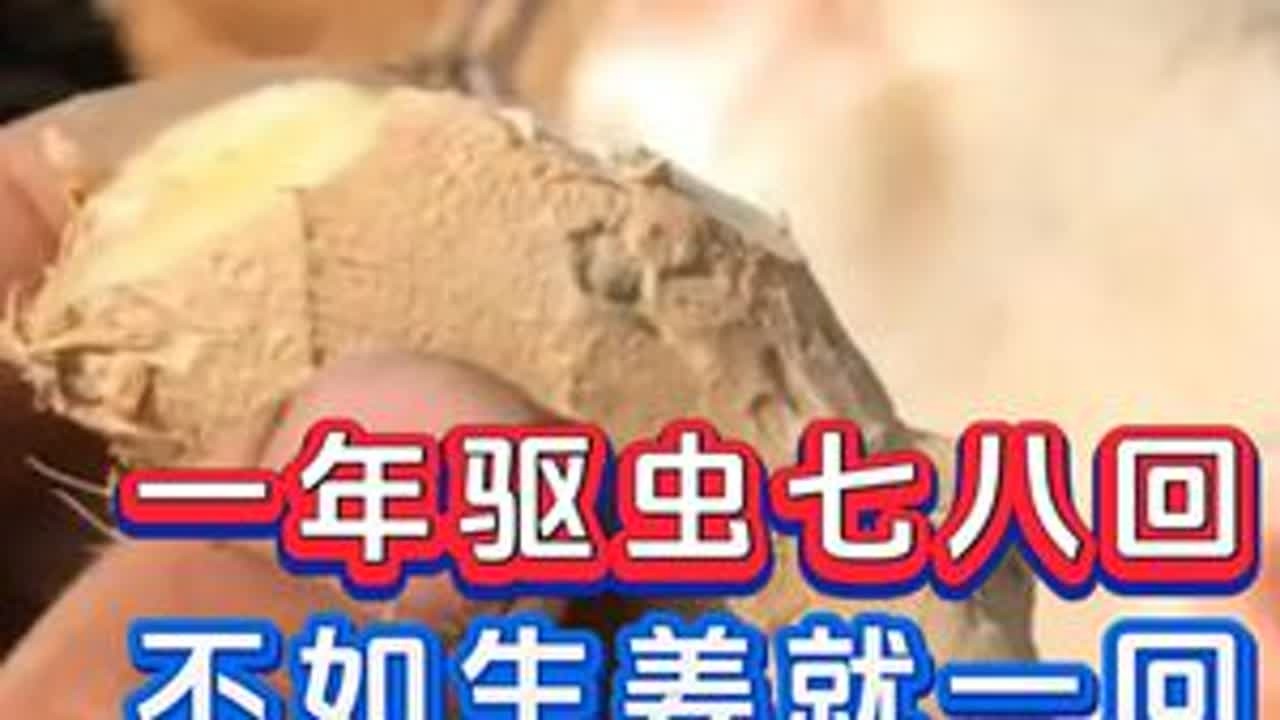 #养牛#牛羊养殖#新手养牛#养牛人