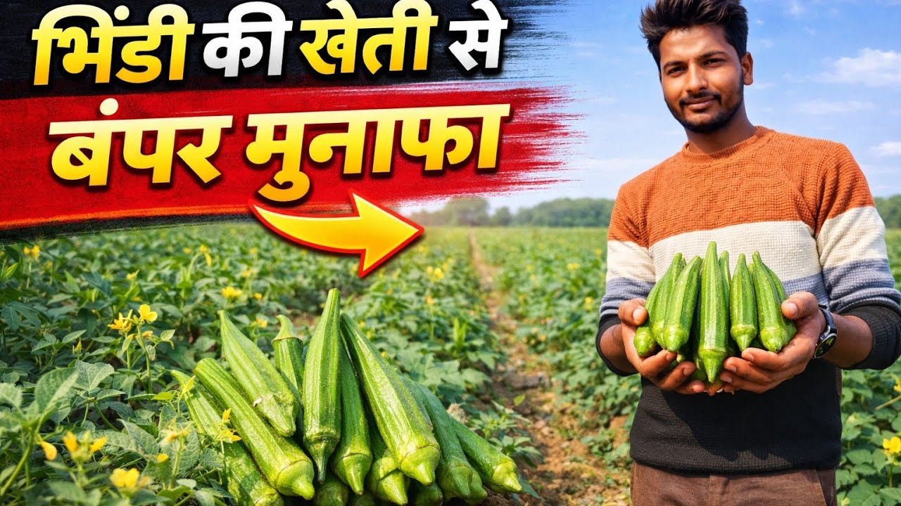Nayi Plot Pe Bhindi भिंडी ki खेती First Video भिंडी ki Kheti ki .........